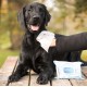Croci Pet Wipes Aqua+ Sensitive - гігієнічні вологі серветки для тварин, 40шт