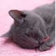 Croci Pet Wipes Organic Malva Bio cat - гігієнічні вологі серветки з органічною мальвою для котів, 40шт