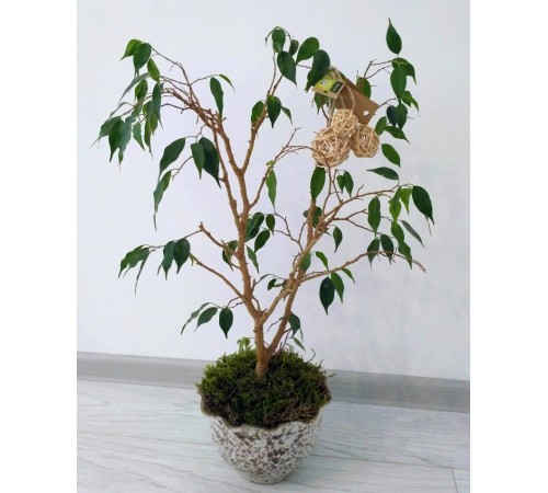 Zelena Zoo - кулька із лози ротангової пальми 3 см