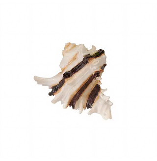 Декорація для акваріума «Мушля» 1 шт - 8,5-10 см