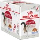 Набір сухого і вологого корму для котів Royal Canin Exigent Savour 2 кг + 12 шт х 85 г pouch + лабіринт у подарунок