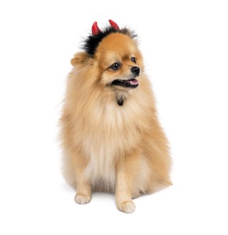 Аксесуар для собак Pet Fashion Imp XS-S