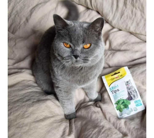 Ласощі для котів GimCat Mint Tips 40 г - м'ята