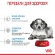 Сухий корм для цуценят Royal Canin Medium Puppy 15 кг