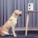 Смарт-годівниця з камерою для котів і собак Xiaomi Pawbby MG-PSM001