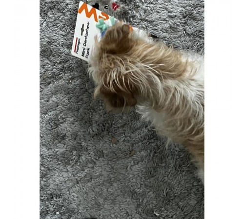 Набір іграшок для собак Petstages Mini Dentachew Pack 7 см, 9 см, 12 см