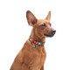 Нашийник для собак Collar WAUDOG Nylon M