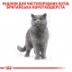Royal Canin British Shorthair Adult - сухий корм із птицею для дорослих Британських короткошерстих котів, 400г