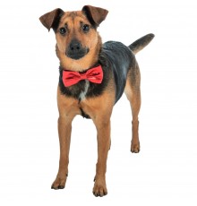 Краватка-метелик для собак Trixie Xmas Suit bow tie 10 см