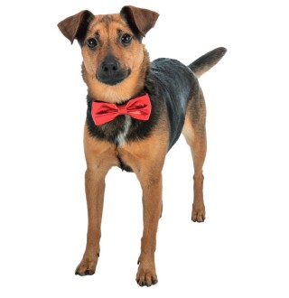 Краватка-метелик для собак Trixie Xmas Suit bow tie 10 см