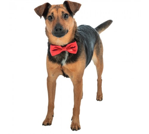 Краватка-метелик для собак Trixie Xmas Suit bow tie 10 см