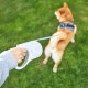 Повідець-рулетка Petkit зі стрічкою Travel Go Shine Pet Leash 3 м / 25 кг