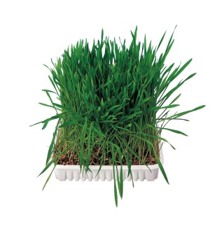 Трава для гризунів Trixie 100 г