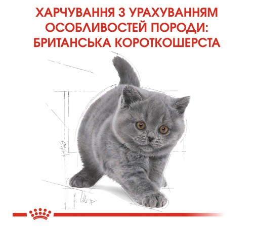 Сухий корм для кошенят Royal Canin Kitten British Shorthair 400 г