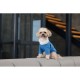 Товстівка для собак Pet Fashion Tinsel М