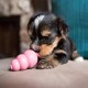 Іграшка для цуценят груша-годівниця Kong Puppy 5,72 см XS