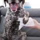 Серветки для собак Furrish Bath Wipes 100 шт - без запаху