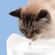 Фільтр змінний Catit для питного фонтану Catit Pixi 3 шт