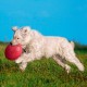 Іграшка для собак Trixie Літаюча тарілка d=22 см (гума, кольори в асортименті)