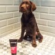 Шампунь для цуценят Animology Puppy Love 250 мл